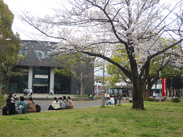 満開の桜のもとでの昼食の様子