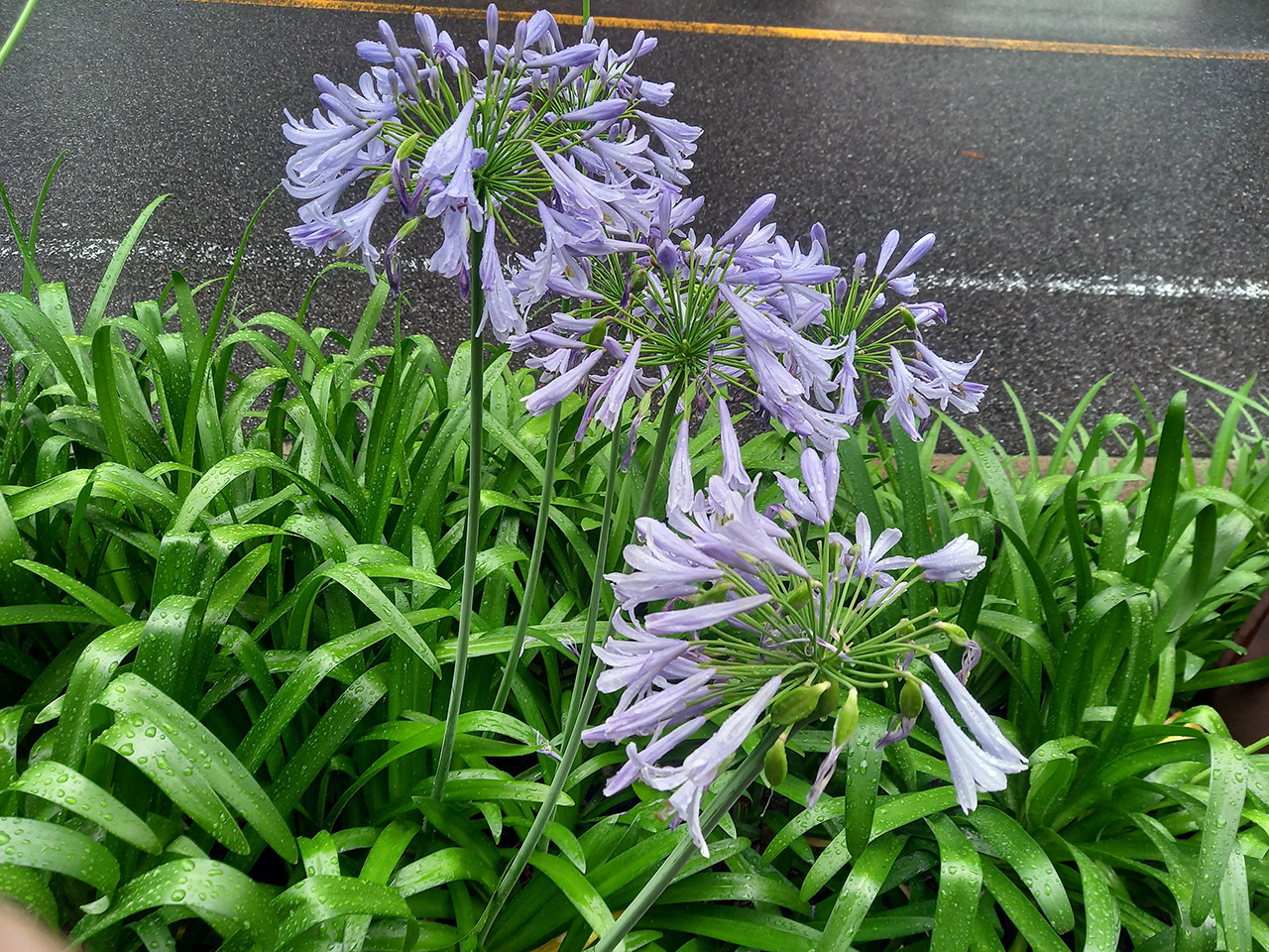 正門付近の花②