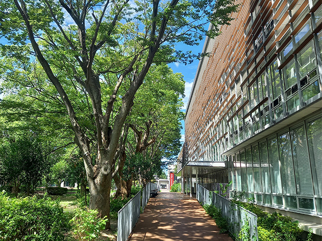 図書館前の樹木の様子